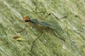 Attēlu rezultāti vaicājumam “Micropezidae”