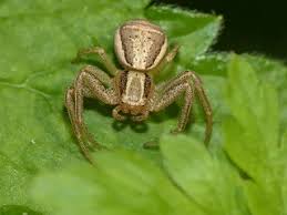 Attēlu rezultāti vaicājumam “Xysticus ulmi adult”