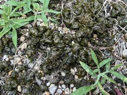 Attēlu rezultāti vaicājumam “Nostoc commune”