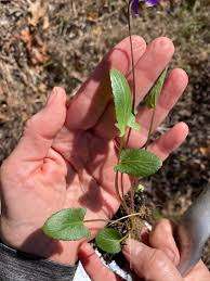 Attēlu rezultāti vaicājumam “Viola hirta leaf”