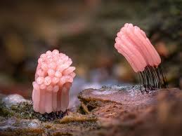 Attēlu rezultāti vaicājumam “Stemonitis sp.”