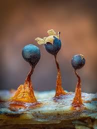 Attēlu rezultāti vaicājumam “Diderma floriforme macro”