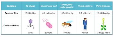 Image result for genome sizes