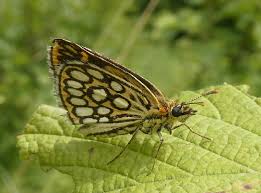 Attēlu rezultāti vaicājumam “Heteropterus morpheus upperside”