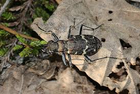 Attēlu rezultāti vaicājumam “Cicindela sylvatica”