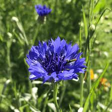 Image result for Centaurea cyanus