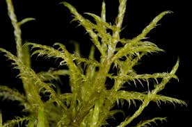 Attēlu rezultāti vaicājumam “Drepanocladus aduncus”