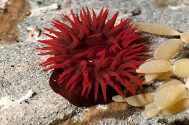 Attēlu rezultāti vaicājumam “Anemone”