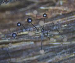 Attēlu rezultāti vaicājumam “Comatricha pulchella stalked”