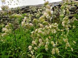 Image result for Silene vulgaris