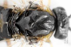 Attēlu rezultāti vaicājumam “Pristiphora maesta”