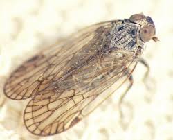 Attēlu rezultāti vaicājumam “Cixiidae”