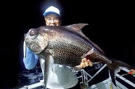 Image result for Eumegistus illustris