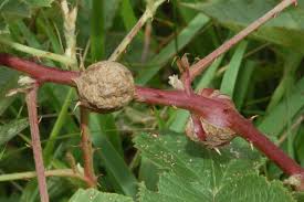 Attēlu rezultāti vaicājumam “Lasioptera rubi”