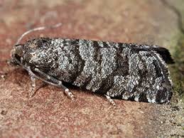 Attēlu rezultāti vaicājumam “Retinia resinella”