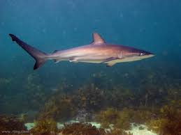 Image result for Carcharhinus obscurus