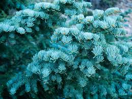 Attēlu rezultāti vaicājumam “Abies concolor”