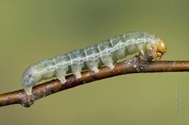 Attēlu rezultāti vaicājumam “Enargia paleacea”