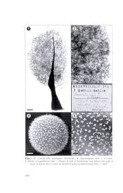 Attēlu rezultāti vaicājumam “Comatricha pulchella spores”