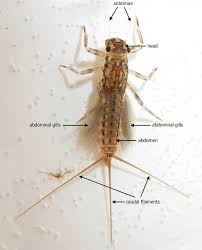 Attēlu rezultāti vaicājumam “Ephemeroptera larvae”