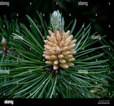 Attēlu rezultāti vaicājumam “Anemone sylvestris fruit”