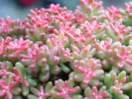 Image result for Sedum album `Coral Carpet`