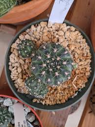 Image result for Gymnocalycium