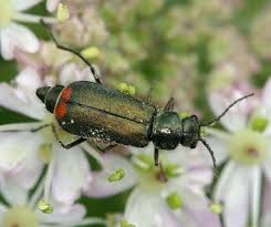 Attēlu rezultāti vaicājumam “Malachidae”