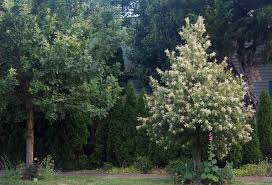 Attēlu rezultāti vaicājumam “Ophiotheca chrysosperma”