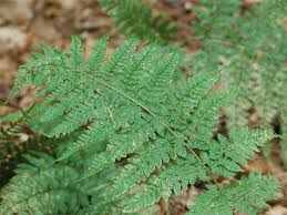 Attēlu rezultāti vaicājumam “Dryopteris dilatata”