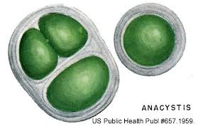 Attēlu rezultāti vaicājumam “Cyanophyta”