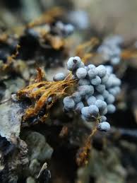 Attēlu rezultāti vaicājumam “Badhamia utricularis”