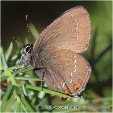 Attēlu rezultāti vaicājumam “Satyrium ilicis”