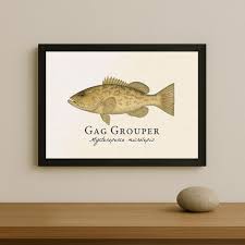 Image result for Mycteroperca microlepis