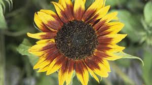 Image result for Sonnenblume