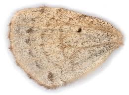 Attēlu rezultāti vaicājumam “Eulithis prunata”