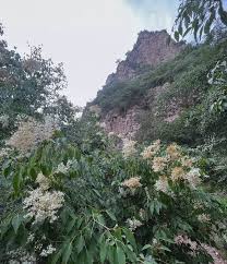 Attēlu rezultāti vaicājumam “Syringa reticulata subsp. amurensis flower”