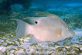 Image result for Lachnolaimus maximus