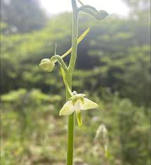 Attēlu rezultāti vaicājumam “Platanthera chlorantha”