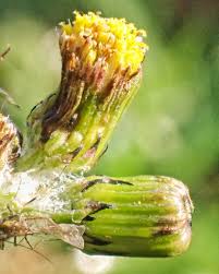 Attēlu rezultāti vaicājumam “Senecio vulgaris flower”