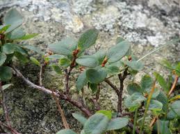 Attēlu rezultāti vaicājumam “Vaccinium uliginosum leaf”