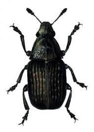 Attēlu rezultāti vaicājumam “Anthribus nebulosus”