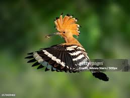 Attēlu rezultāti vaicājumam “Upupa epops”