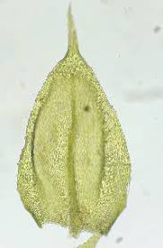 Attēlu rezultāti vaicājumam “Sciuro-hypnum reflexum”