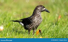 Attēlu rezultāti vaicājumam “Nucifraga caryocatactes adult”