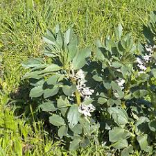 Attēlu rezultāti vaicājumam “Vicia faba flower”