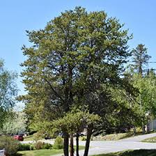 Attēlu rezultāti vaicājumam “Pinus banksiana”