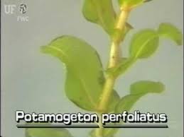 Attēlu rezultāti vaicājumam “Potamogeton perfoliatus leaf”