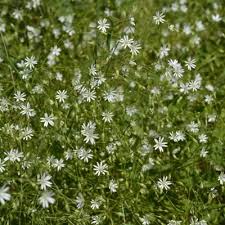 Attēlu rezultāti vaicājumam “Stellaria graminea flower”