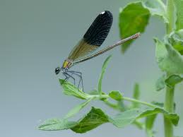 Attēlu rezultāti vaicājumam “Calopteryx splendens”